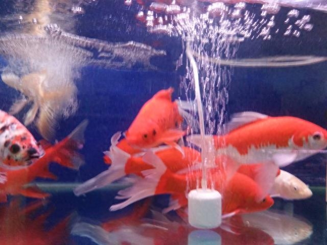 黑色的觀賞魚_觀賞黑色魚的種類圖片_觀賞黑色魚什么最好養(yǎng)活呢