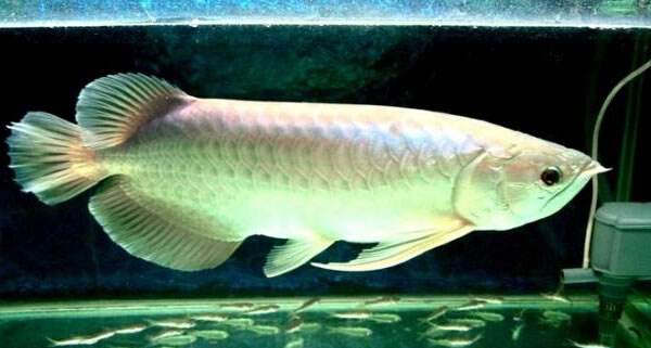 銀龍魚除了喂活的東西以外飼料吃什么啊？ 西安觀賞魚批發市場 西安龍魚第3張