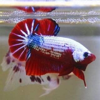 觀賞魚尾巴有白點怎么辦_尾巴白點的魚_觀賞魚尾巴有白點用什么藥好