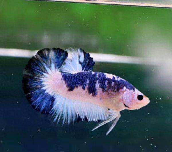 觀賞魚尾巴有白點怎么辦_觀賞魚尾巴有白點用什么藥好_尾巴白點的魚