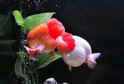 觀賞魚尾巴有白點用什么藥好_觀賞魚尾巴有白點怎么辦_尾巴白點的魚