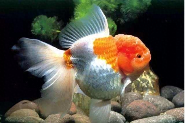 尾巴白點的魚_觀賞魚尾巴有白點怎么辦_觀賞魚尾巴有白點用什么藥好
