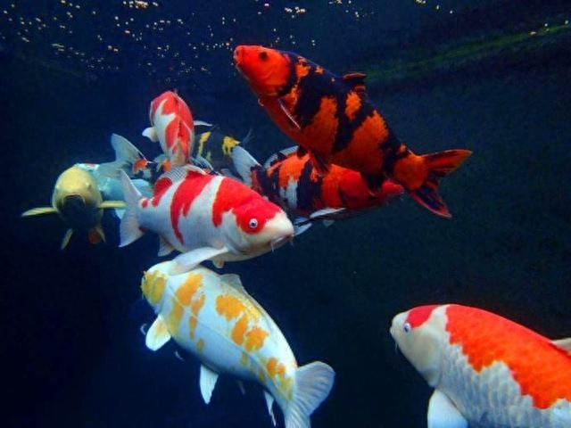 觀賞魚尾巴有白點怎么辦_觀賞魚尾巴有白點用什么藥好_尾巴白點的魚