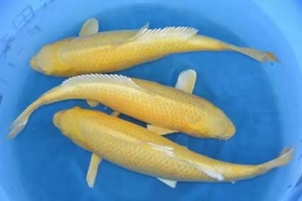 尾巴白點的魚_觀賞魚尾巴有白點用什么藥好_觀賞魚尾巴有白點怎么辦