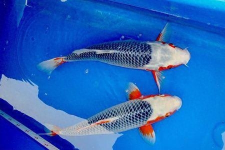 觀賞魚尾巴有白點怎么辦_觀賞魚尾巴有白點用什么藥好_尾巴白點的魚