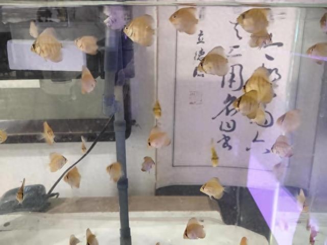 觀賞魚尾巴上有白點是怎么回事_魚尾巴白點點_觀賞魚尾巴有白點怎么辦