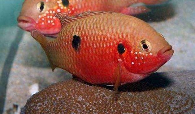 觀賞魚尾巴有白點怎么辦_魚尾巴白點點_觀賞魚尾巴上有白點是怎么回事