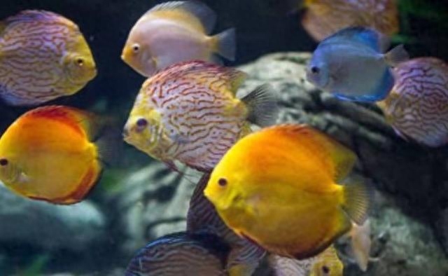 觀賞魚尾巴上有白點是怎么回事_魚尾巴白點點_觀賞魚尾巴有白點怎么辦
