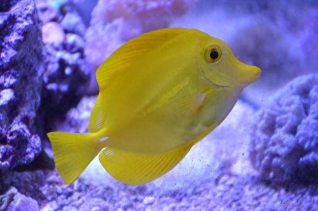 觀賞魚尾巴有白點(diǎn)怎么辦_魚尾巴白點(diǎn)點(diǎn)_尾巴白點(diǎn)的魚