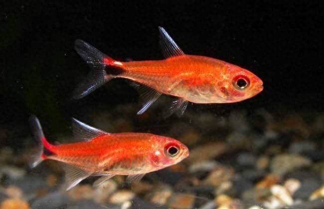 魚尾巴白點(diǎn)點(diǎn)_尾巴白點(diǎn)的魚_觀賞魚尾巴有白點(diǎn)怎么辦