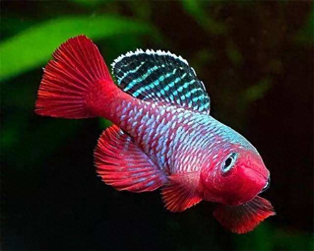 尾巴白點(diǎn)的魚_觀賞魚尾巴有白點(diǎn)怎么辦_魚尾巴白點(diǎn)點(diǎn)