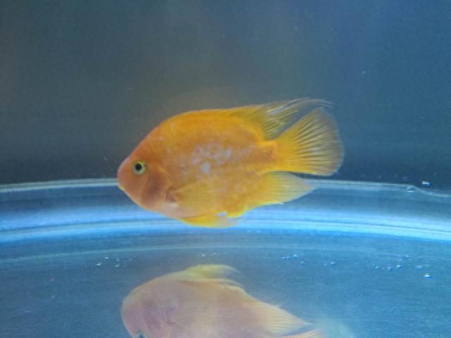 觀賞魚尾巴有白點怎么辦_魚尾巴白點病_觀賞魚尾巴有白點用什么藥好