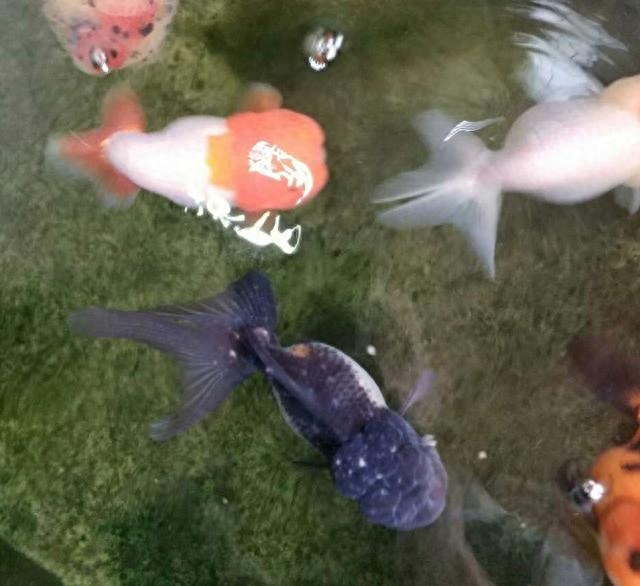 觀賞魚尾巴有白點用什么藥好_觀賞魚尾巴有白點怎么辦_魚尾巴白點病