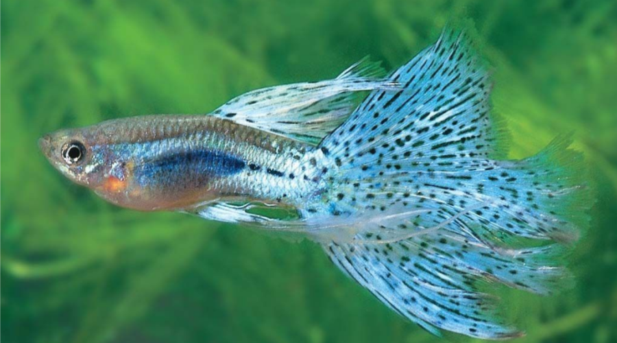 養(yǎng)觀賞魚好處_怎樣養(yǎng)好觀賞魚_觀賞魚養(yǎng)魚