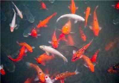 紅鯉魚
