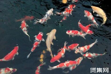 養(yǎng)殖錦鯉魚的五項(xiàng)注意事項(xiàng)