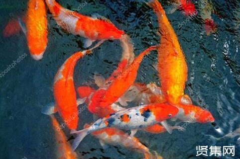 養(yǎng)殖錦鯉魚的五項(xiàng)注意事項(xiàng)