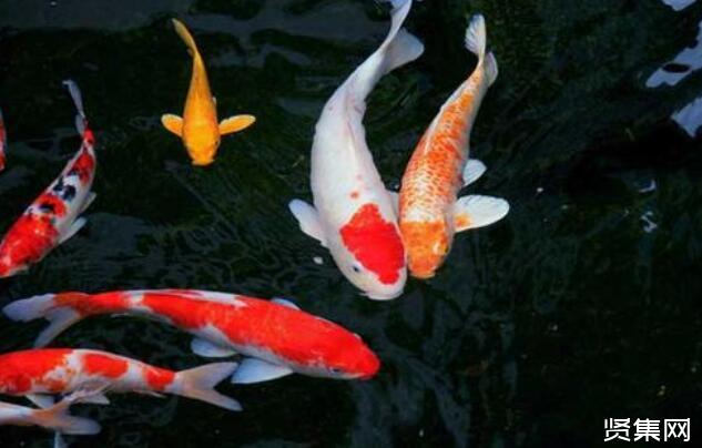 養(yǎng)殖錦鯉魚的五項(xiàng)注意事項(xiàng)