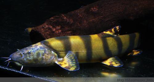 原生觀賞魚中國(guó)有多少只_中國(guó)原生觀賞魚_原生觀賞魚中國(guó)能養(yǎng)嗎