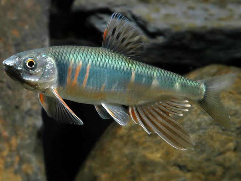 原生觀賞魚中國(guó)有多少只_原生觀賞魚中國(guó)能養(yǎng)嗎_中國(guó)原生觀賞魚