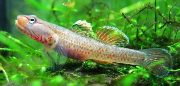 原生觀賞魚中國(guó)有多少只_原生觀賞魚中國(guó)能養(yǎng)嗎_中國(guó)原生觀賞魚