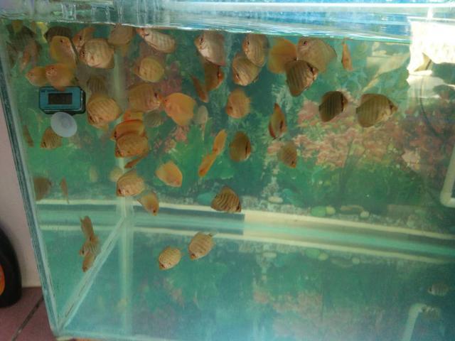 觀賞白色魚名稱圖片高清_觀賞白色魚名稱圖片大全_白色觀賞魚圖片及名稱