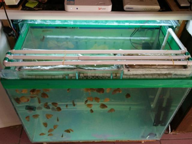 白色觀賞魚圖片及名稱_觀賞白色魚名稱圖片高清_觀賞白色魚名稱圖片大全