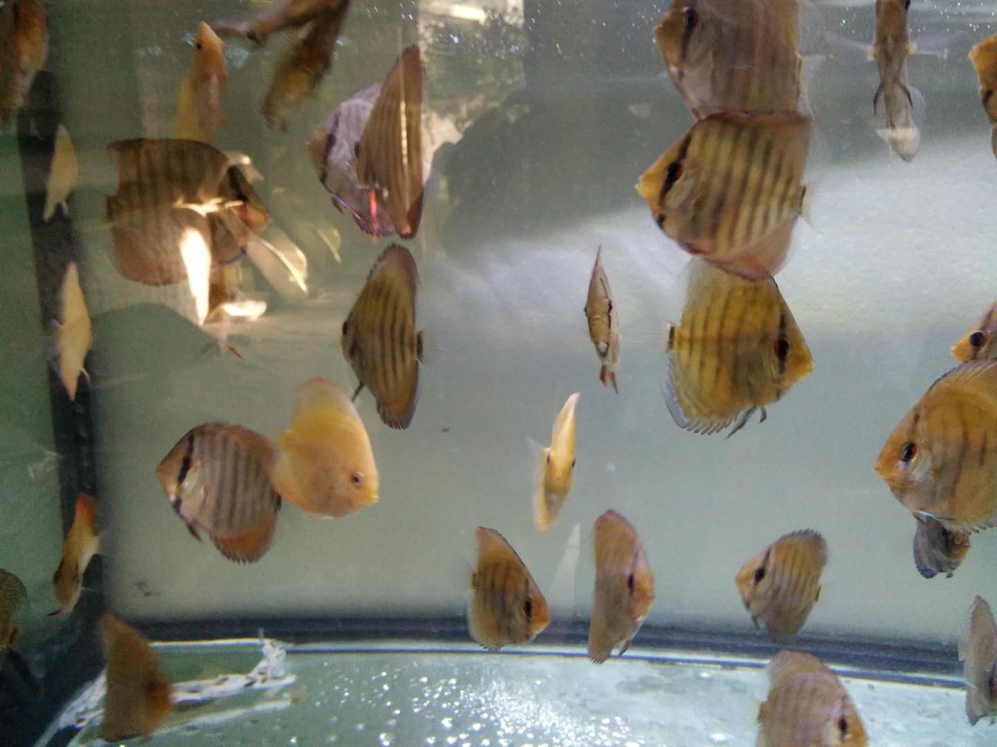 觀賞白色魚名稱圖片大全_觀賞白色魚名稱圖片高清_白色觀賞魚圖片及名稱