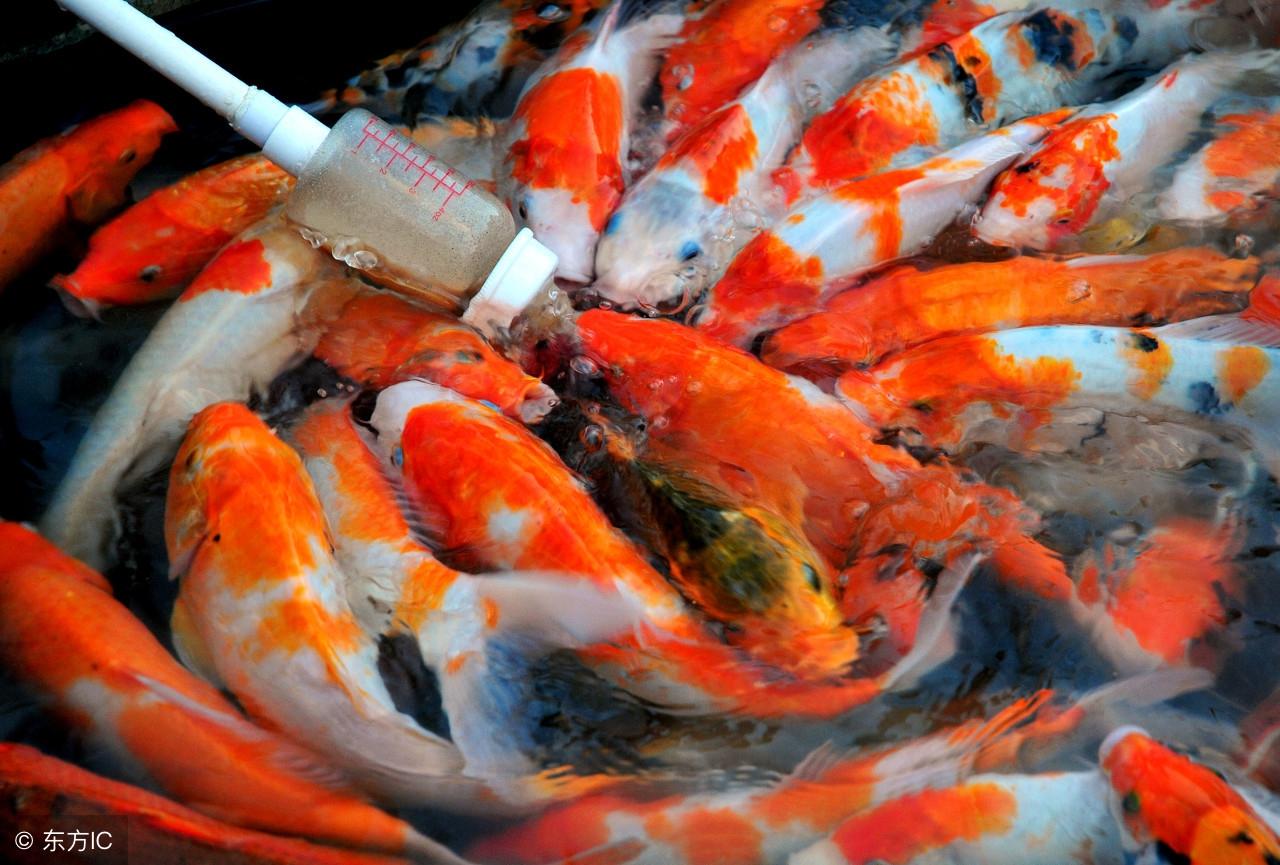 觀賞白色魚名稱圖片高清_觀賞白色魚名稱圖片大全_白色觀賞魚圖片及名稱