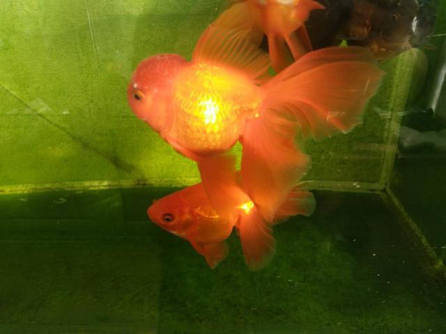 觀賞白色魚名稱圖片大全_白色觀賞魚圖片及名稱_觀賞白色魚名稱圖片高清