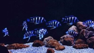 觀賞魚生小魚怎么處理_觀賞魚小崽怎么養_觀賞小魚怎么繁殖