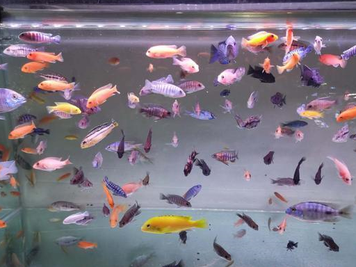 觀賞魚小崽怎么養_觀賞小魚怎么繁殖_觀賞魚生小魚怎么處理