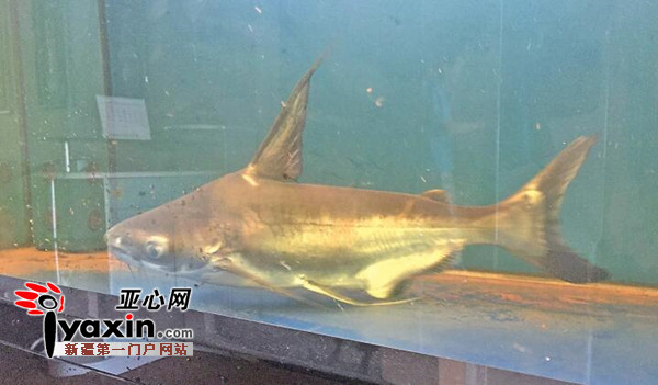 觀賞魚鯊魚_觀賞魚鯊魚的種類_觀賞魚鯊魚的種類圖片大全