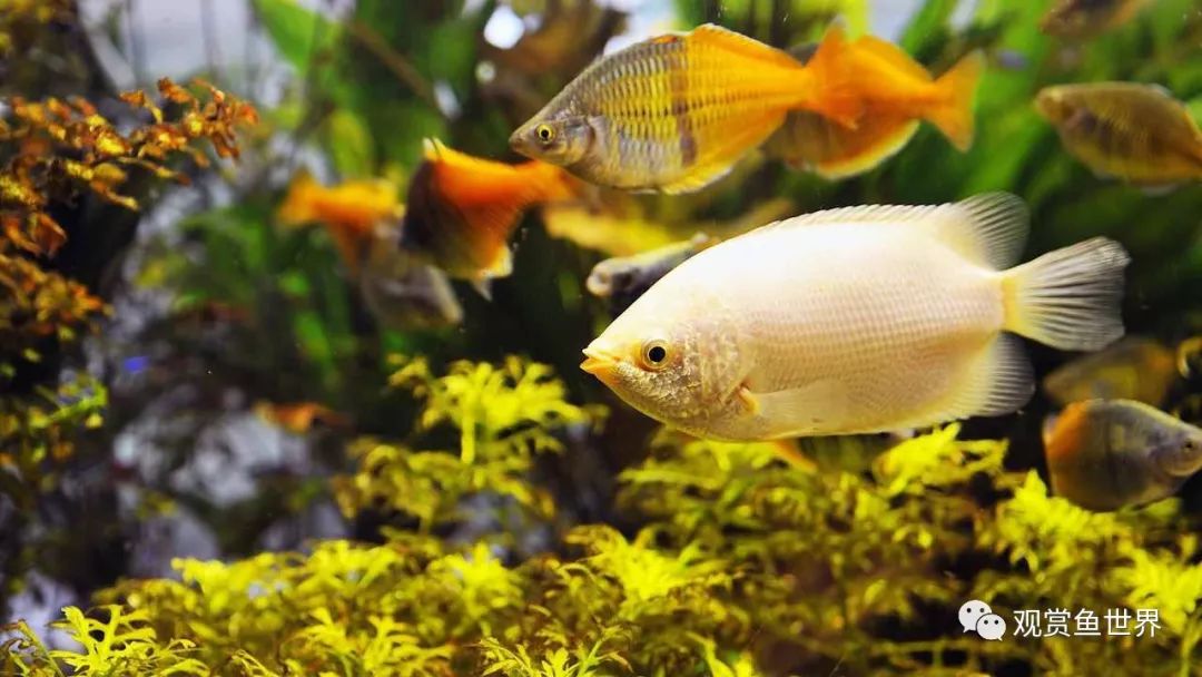 觀賞北方養魚適合什么水草_適合北方養的觀賞魚_觀賞北方養魚適合什么水質