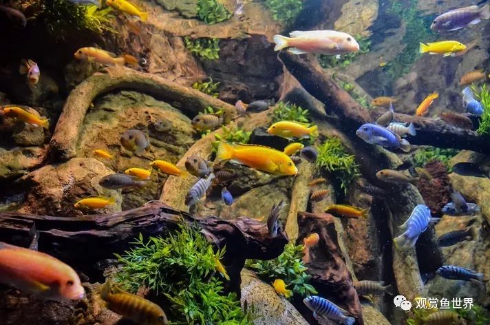 適合北方養的觀賞魚_觀賞北方養魚適合什么水質_觀賞北方養魚適合什么水草