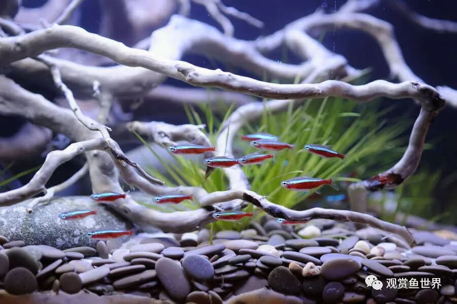 觀賞北方養魚適合什么水草_觀賞北方養魚適合什么水質_適合北方養的觀賞魚