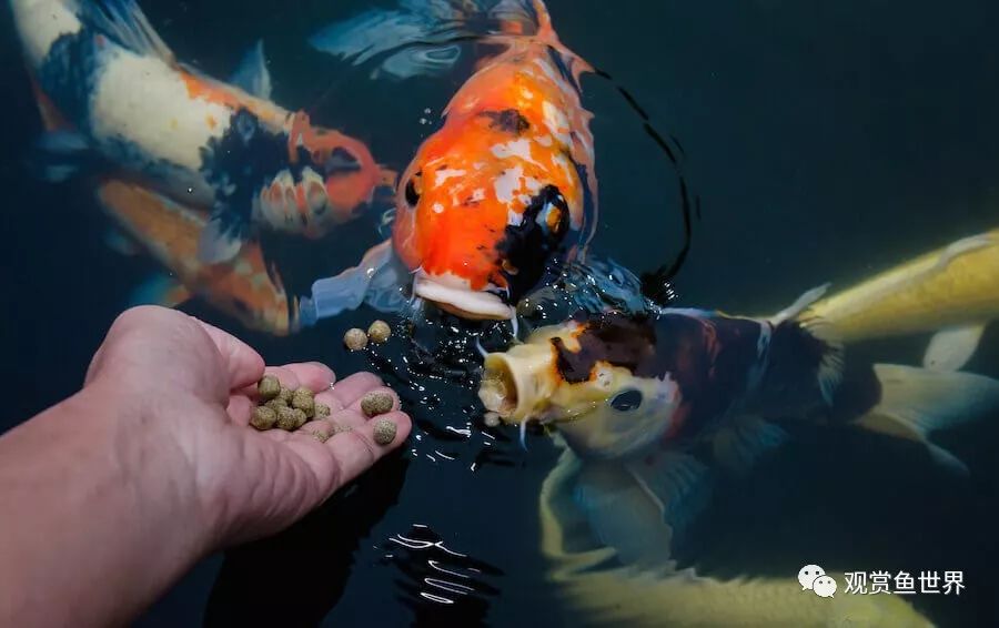 觀賞北方養魚適合什么水質_觀賞北方養魚適合什么水草_適合北方養的觀賞魚