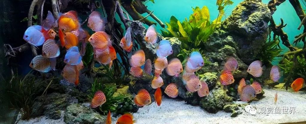 觀賞北方養魚適合什么水質_觀賞北方養魚適合什么水草_適合北方養的觀賞魚