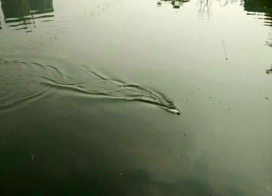 比較好看的小型觀賞魚_好看的小型觀賞魚_觀賞小型魚種類