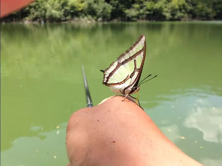 觀賞小型魚種類_比較好看的小型觀賞魚_好看的小型觀賞魚