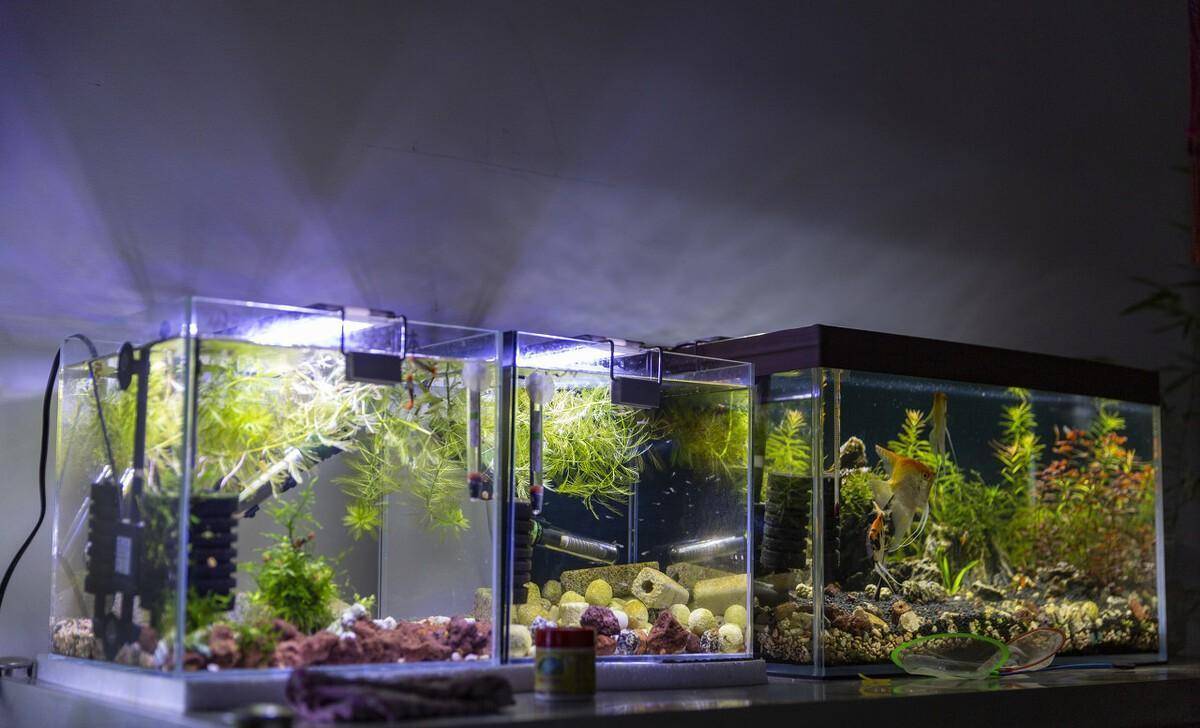 繁殖觀賞魚好養嗎_好繁殖的觀賞魚_繁殖觀賞魚好不好