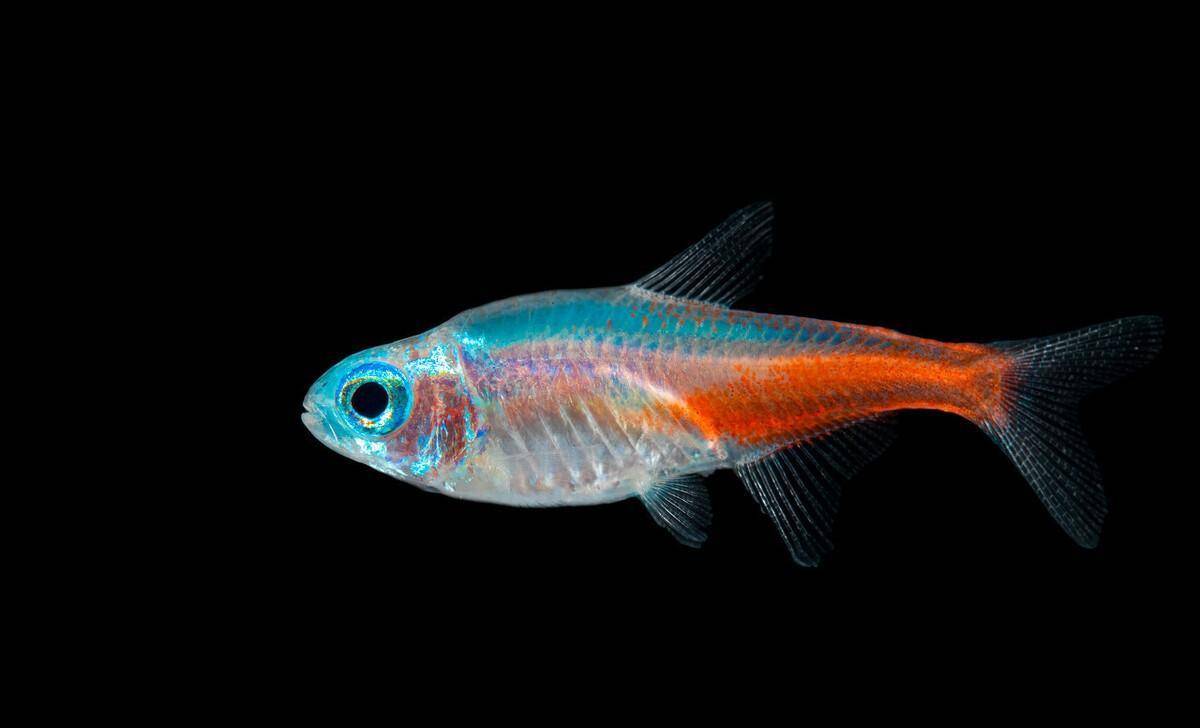 繁殖觀賞魚好養嗎_好繁殖的觀賞魚_繁殖觀賞魚好不好
