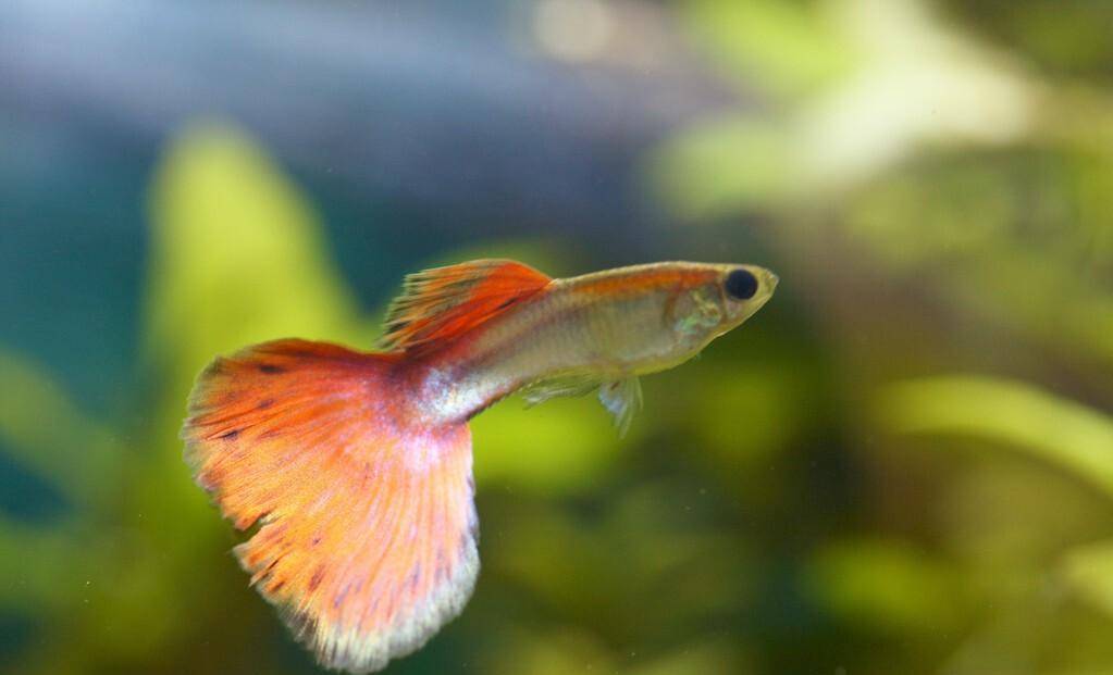 好繁殖的觀賞魚_繁殖觀賞魚好不好_繁殖觀賞魚好養嗎