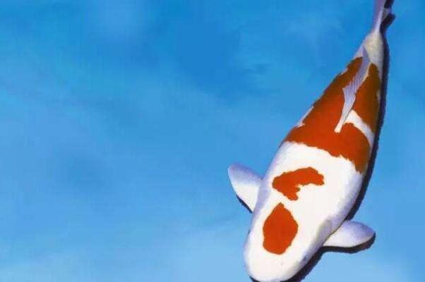 好看的淡水觀賞魚_好看的淡水魚觀賞魚_淡水最漂亮的觀賞魚
