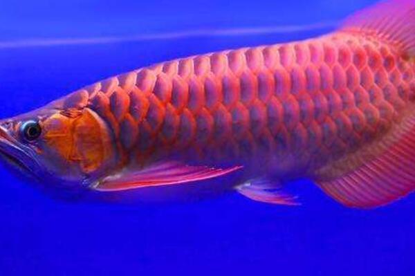 淡水最漂亮的觀賞魚_好看的淡水觀賞魚_好看的淡水魚觀賞魚