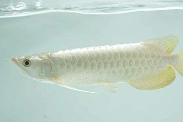 好看的淡水魚觀賞魚_淡水最漂亮的觀賞魚_好看的淡水觀賞魚