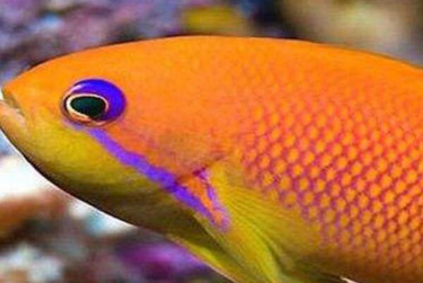 淡水最漂亮的觀賞魚_好看的淡水觀賞魚_好看的淡水魚觀賞魚