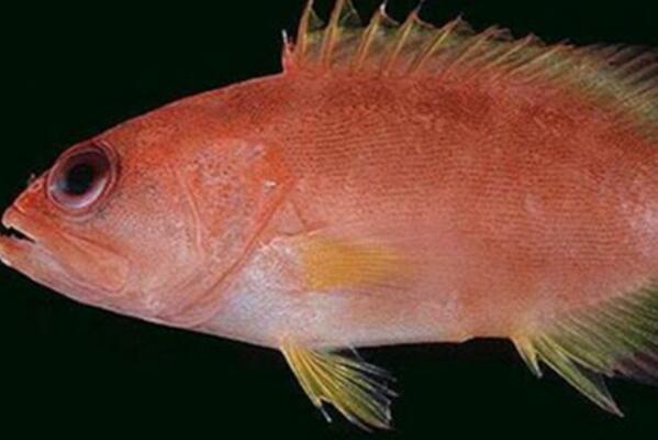 好看的淡水魚觀賞魚_好看的淡水觀賞魚_淡水最漂亮的觀賞魚