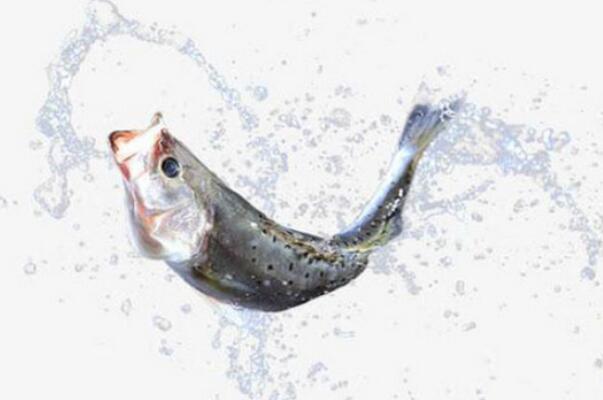 好看的淡水觀賞魚_好看的淡水魚觀賞魚_淡水最漂亮的觀賞魚