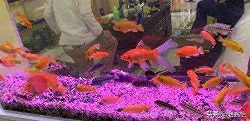 能和孔雀魚(yú)一起養(yǎng)的觀(guān)賞魚(yú)有哪些_孔雀魚(yú)能養(yǎng)嗎_觀(guān)賞魚(yú)孔雀魚(yú)